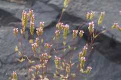 Rotala serpyllifolia